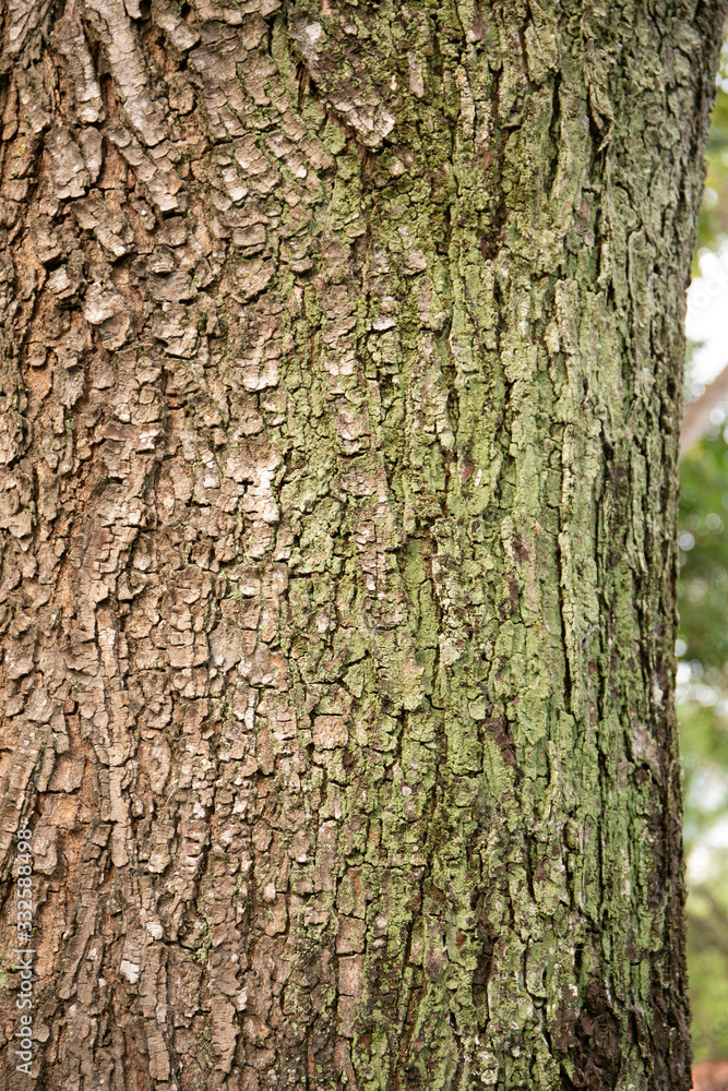 embossed texture of the tree bark with green moss and lichen on it.