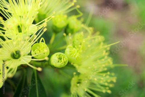 Light yellow green flowers and buds of Golden Penda or Expo Gold blooming on branch. photo