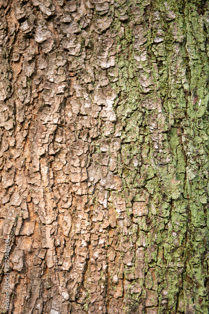 embossed texture of the tree bark with green moss and lichen on it. embossed texture of the tree bark with green moss and lichen on it.