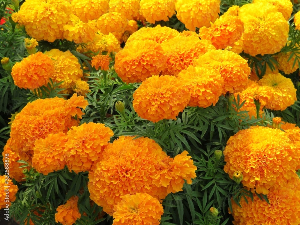 Marigold image, it is very popular and economical flower of Indian