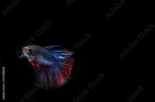 Colorful Betta fish , photographing hickey fish while moving, Betta fish fighting in isolated movements against a black background