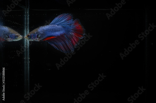 Colorful Betta fish , photographing hickey fish while moving, Betta fish fighting in isolated movements against a black background