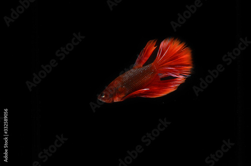 Red betta siamese fighting fish,  fish isolated on black background.