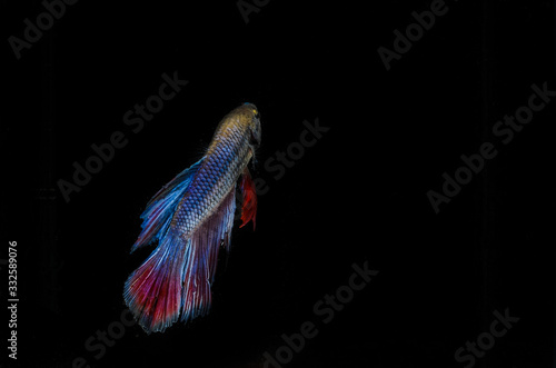 Fototapeta Naklejka Na Ścianę i Meble -  Colorful Betta fish , photographing hickey fish while moving, Betta fish fighting in isolated movements against a black background