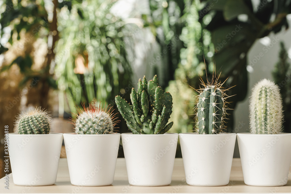 © fotofabrika - Mini cactus plant potted on blurred botanical garden background © fotofabrika - Mini cactus plant potted on blurred botanical garden background