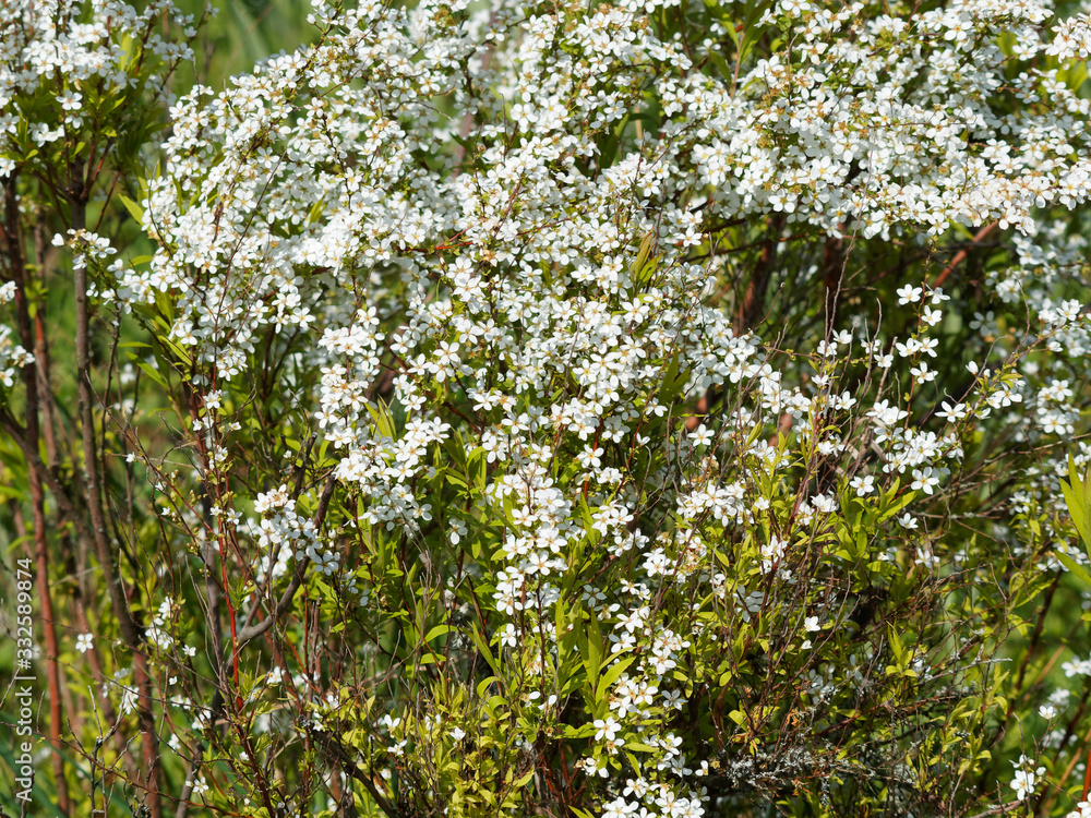 Spirée de Thunberg (Spiraea thunbergii). Petit arbrisseau aux fines branches arquées garnies de petites fleurs blanches en bouquet entre de longues et fines feuilles vert-clair