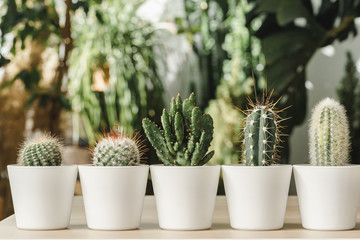 Gordijnen Cactus Minicactus in botanische tuinsfeer  © fotofabrika