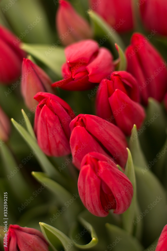 red tulips, red tulips in the garden, red tulips in the greenhouse red tulips, red tulips in the garden, red tulips in the greenhouse