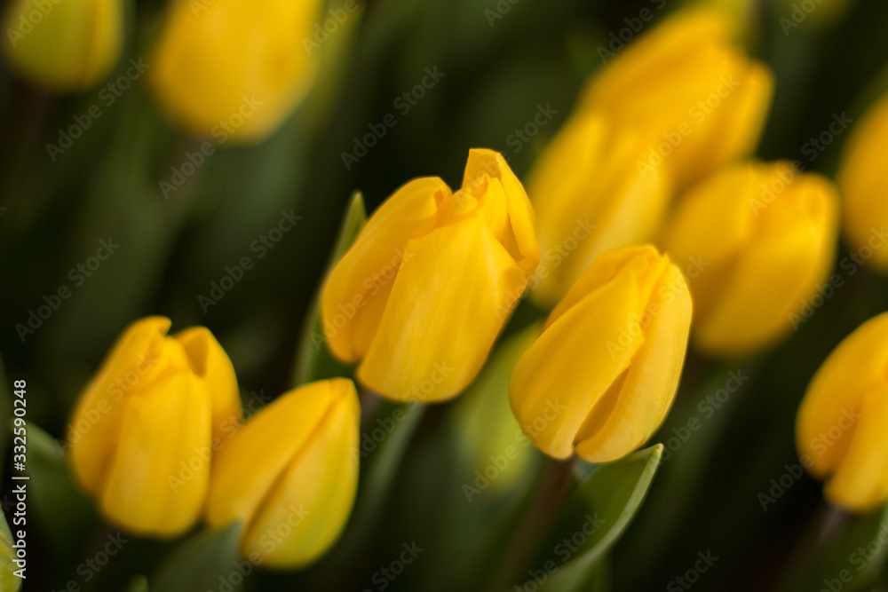 yellow tulips, tulips in the greenhouse yellow tulips, tulips in the greenhouse