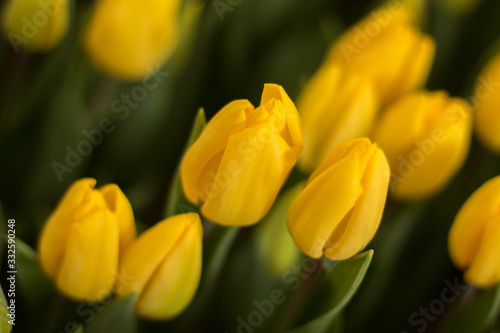 yellow tulips  tulips in the greenhouse