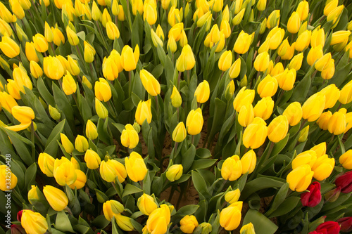 yellow tulips, tulips in the greenhouse