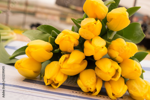 yellow Tulips, tulips in the greenhouse