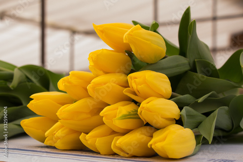 yellow Tulips, tulips in the greenhouse