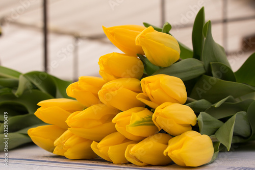 yellow Tulips, tulips in the greenhouse