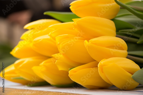 yellow Tulips, tulips in the greenhouse