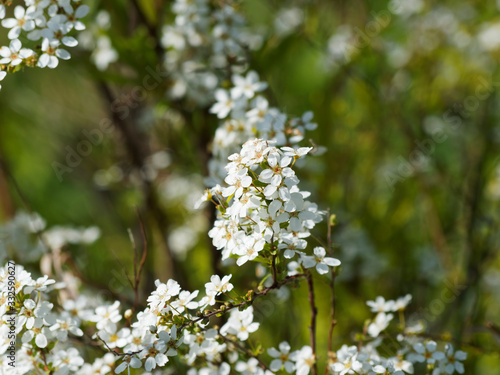 Floraison printanière lumineuse et blanche de la Spirée de Thunberg (Spiraea thunbergii)