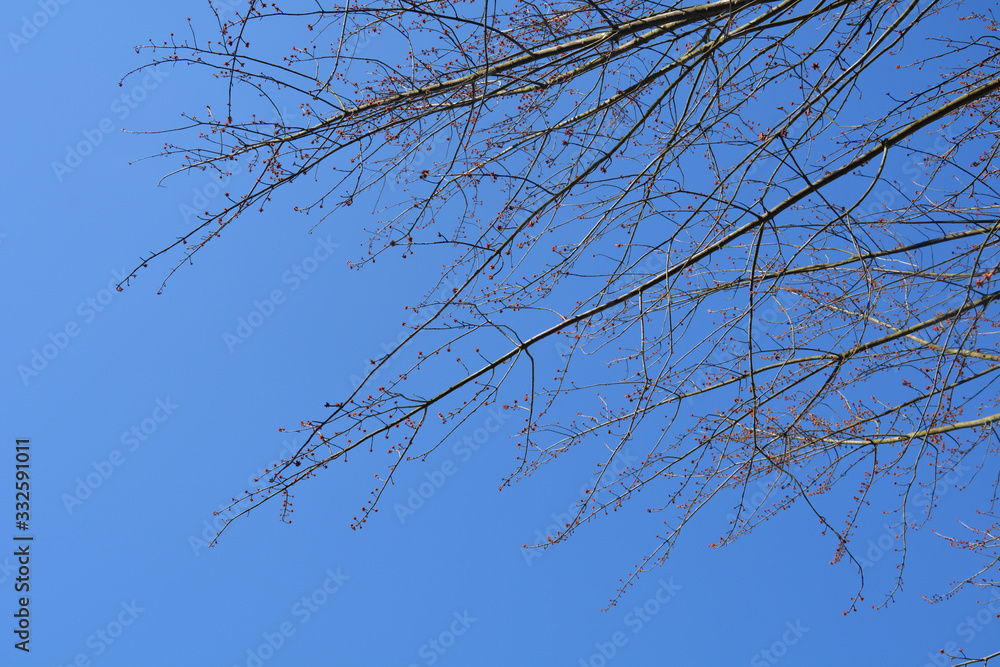 The beginning of spring. Tree on a background of blue sky The beginning of spring. Tree on a background of blue sky