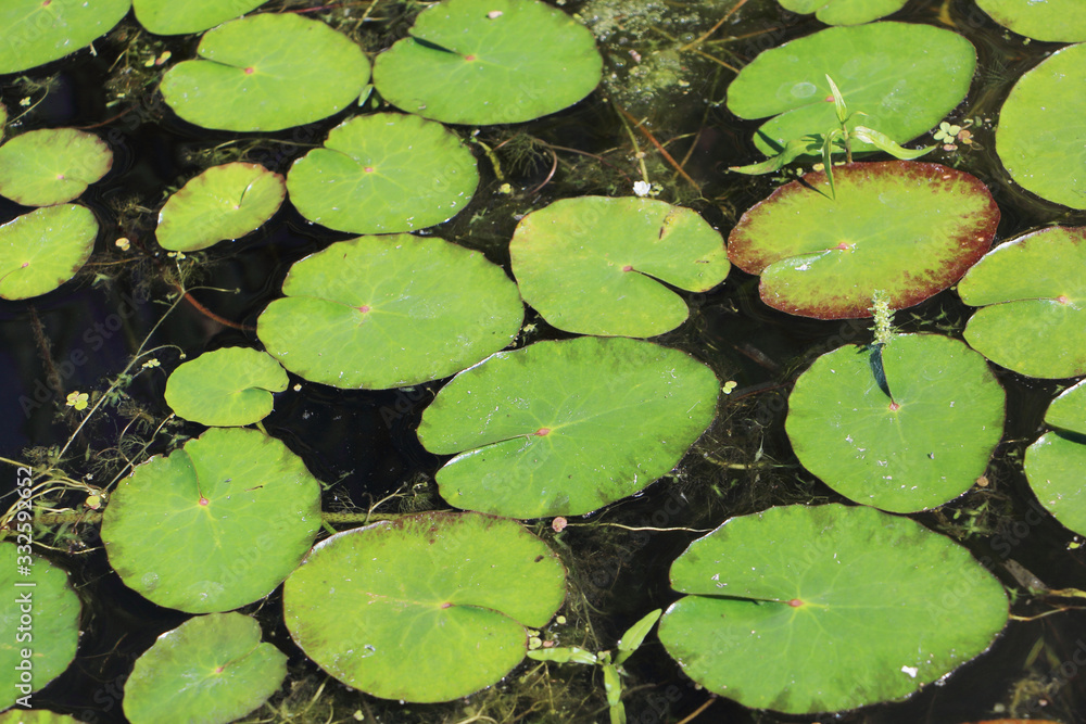 Water lily leaves on the surface of a pond Water lily leaves on the surface of a pond