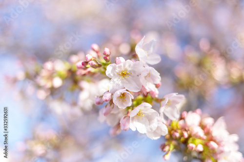 Beautiful full bloom cherry in the early spring season. Pink Sakura Japanese flower in over the blue sky. Japanese Garden. Close  flowers.