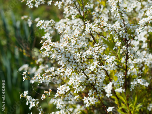 Spiraea thunbergii   La spirée de Thunberg, petit arbuste au port en fontaine à floraison blanche dans un feuillage vert-clair  © Marc