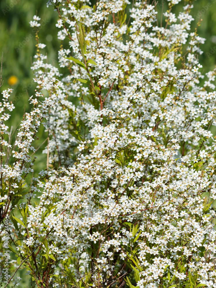 Floraison printanière lumineuse et blanche de la Spirée de Thunberg (Spiraea thunbergii) Floraison printanière lumineuse et blanche de la Spirée de Thunberg (Spiraea thunbergii)