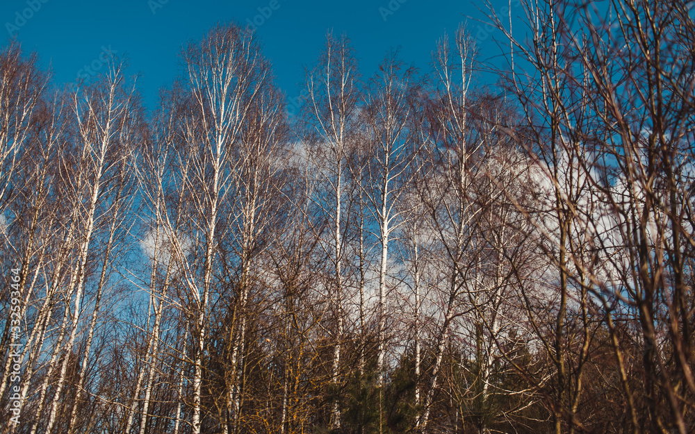tree leaves grass flowers sky spring nature tree leaves grass flowers sky spring nature
