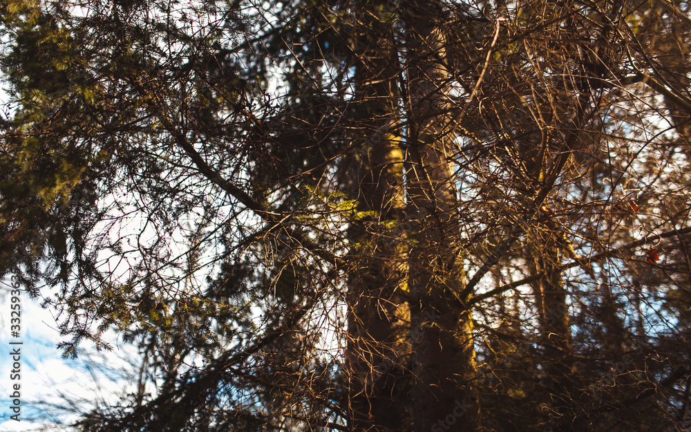 Fototapeta premium tree leaves grass flowers sky spring nature