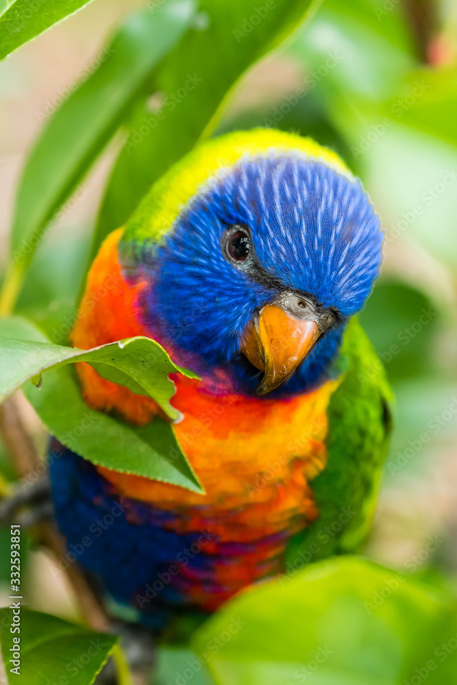 Fototapeta premium A curious parrot in the tree, como, NSW, Australia