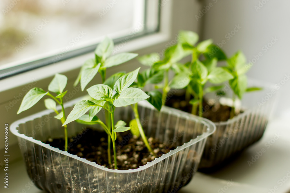 Seedlings from tomato seeds at home in the sunlight. Seedlings from tomato seeds at home in the sunlight.