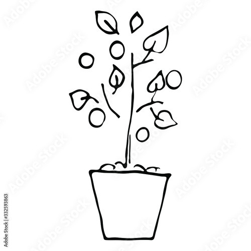 Pot with seedlings and fruits. Isolated object on a white background in back door. Vector illustration.