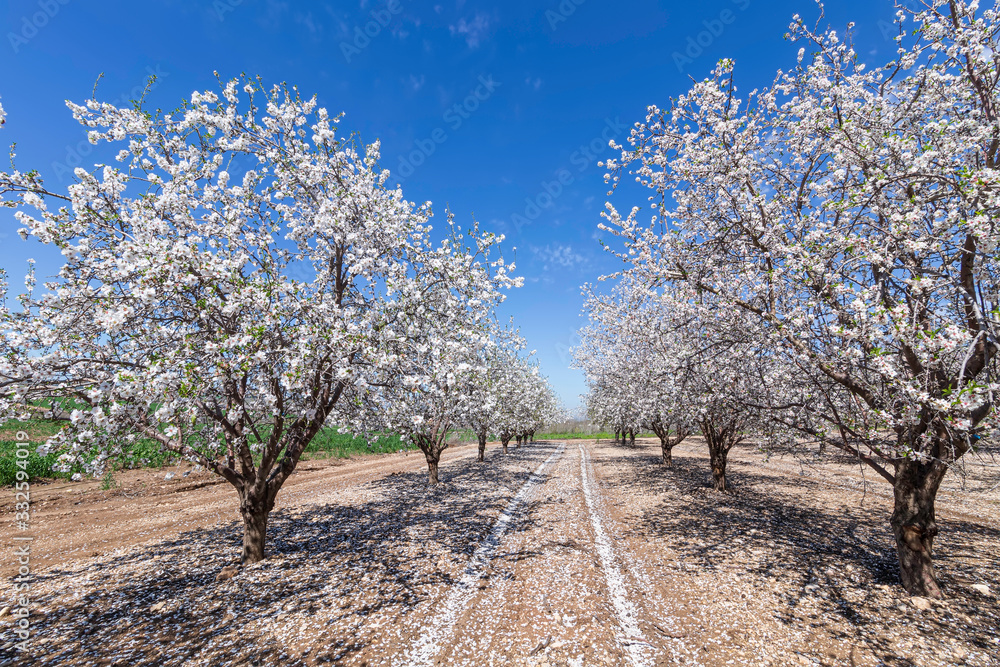Fototapeta premium Rows of Almond blossom trees in orchard against a blue sky