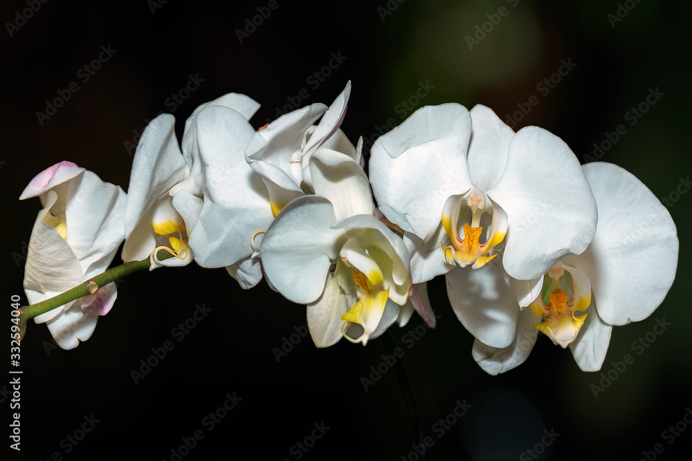 Beautiful White Orchid at night Beautiful White Orchid at night
