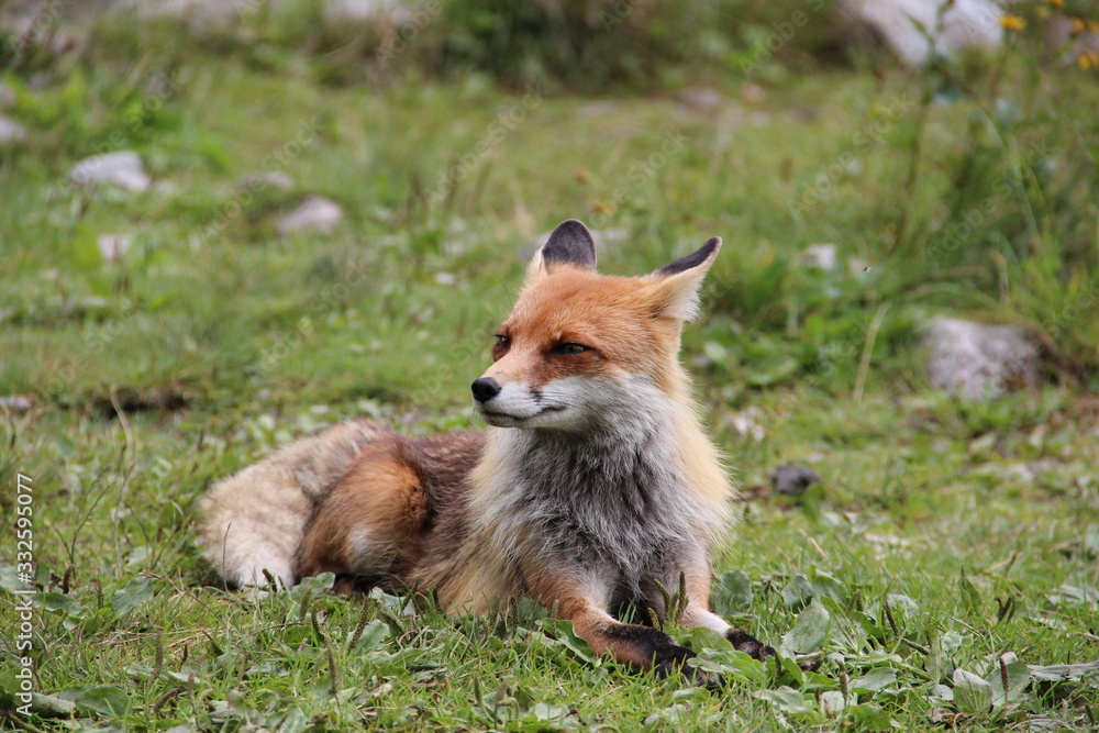 smiling redd fox