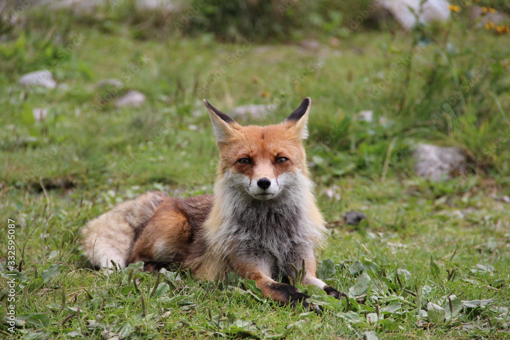 Fototapeta premium Portrait of a Red Fox Looking into the Camera