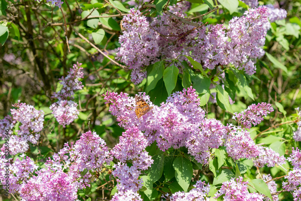 Blooming lilac bush with many flowers with butterfly urticaria Blooming lilac bush with many flowers with butterfly urticaria