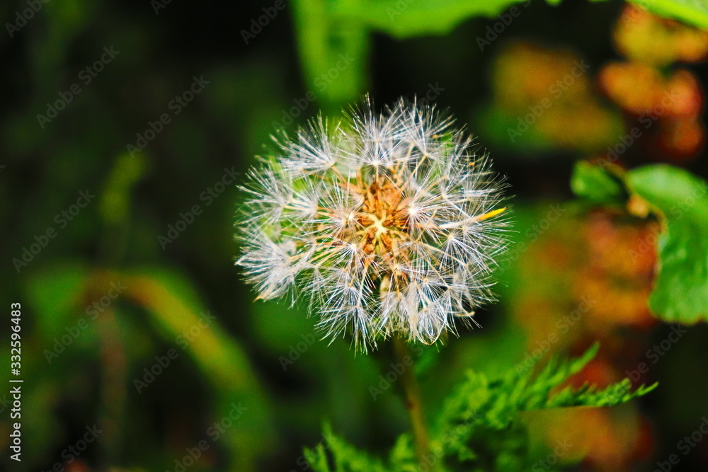 The mature dandelion has green leaves and white seeds