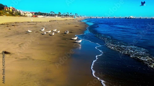 Flock of seagulls at the beach at sunset