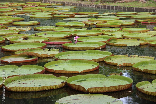 Fotografie giant lotus
