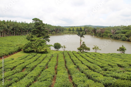 tea plantation mauritius