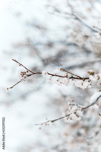 spring tree blossom with snowfall weather.