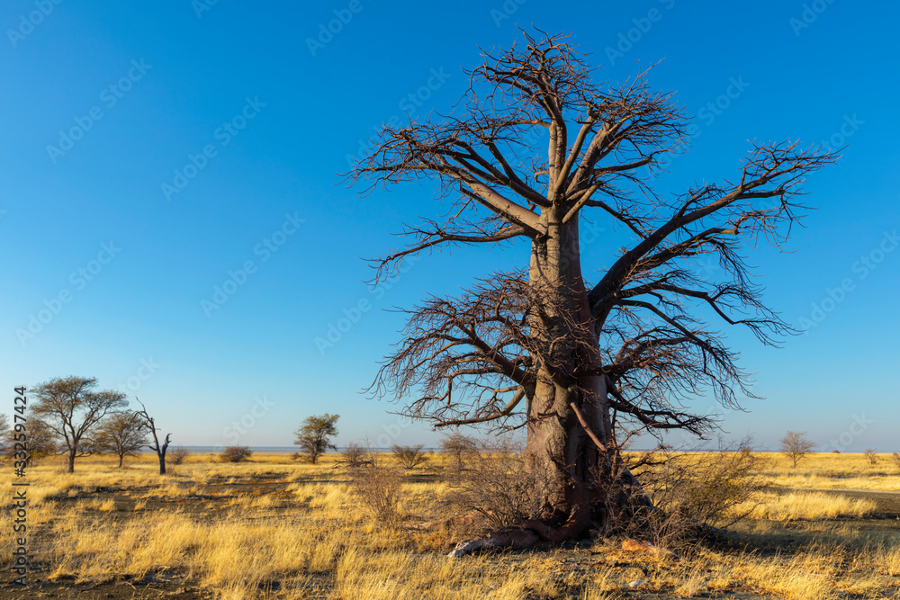 Naklejka premium Single dry baobab tree on Kukonje Island