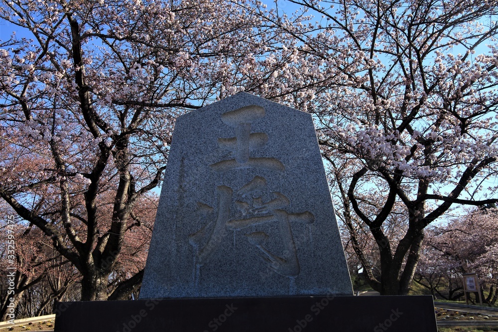 Fototapeta premium 桜と王将碑