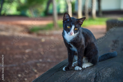 A black and white cat, sadly alone