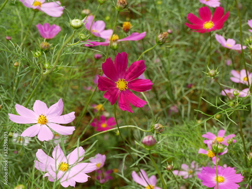 Cosmos flowers pink beautiful plant