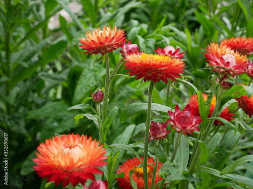 strawflower bloom beautiful garden plant