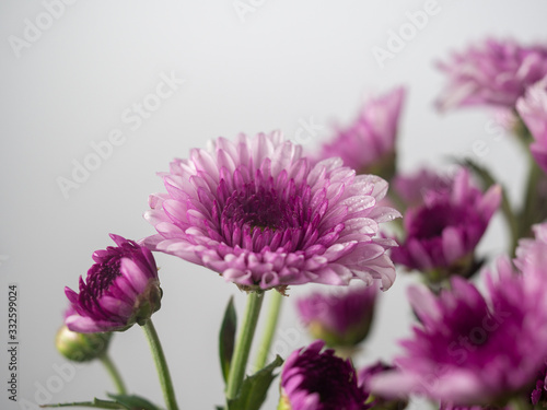 Flowers with multi-layered petals  Chrysanthemum pink flower. Closeup flower. Nature. background. Flower blooming