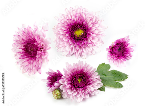 Flowers with multi-layered petals  Chrysanthemum pink flower on white isolated background. Closeup flower. Nature. background. Flower blooming