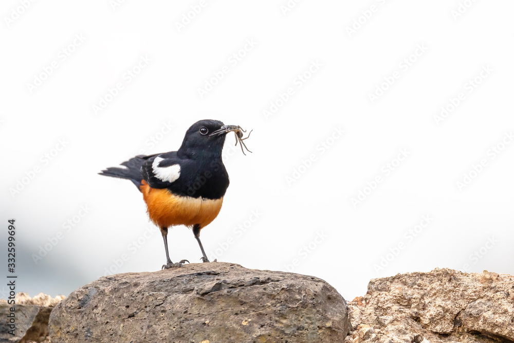 Mocking Cliff Chat on Wooden Log. Mocking cliff chat, Thamnolaea cinnamomeiventrid, is perching on stone in Gondar, Ethiopia, Africa wildlife