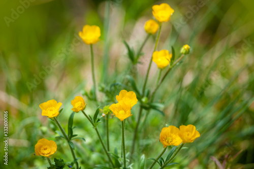 creeping buttercup on meadow