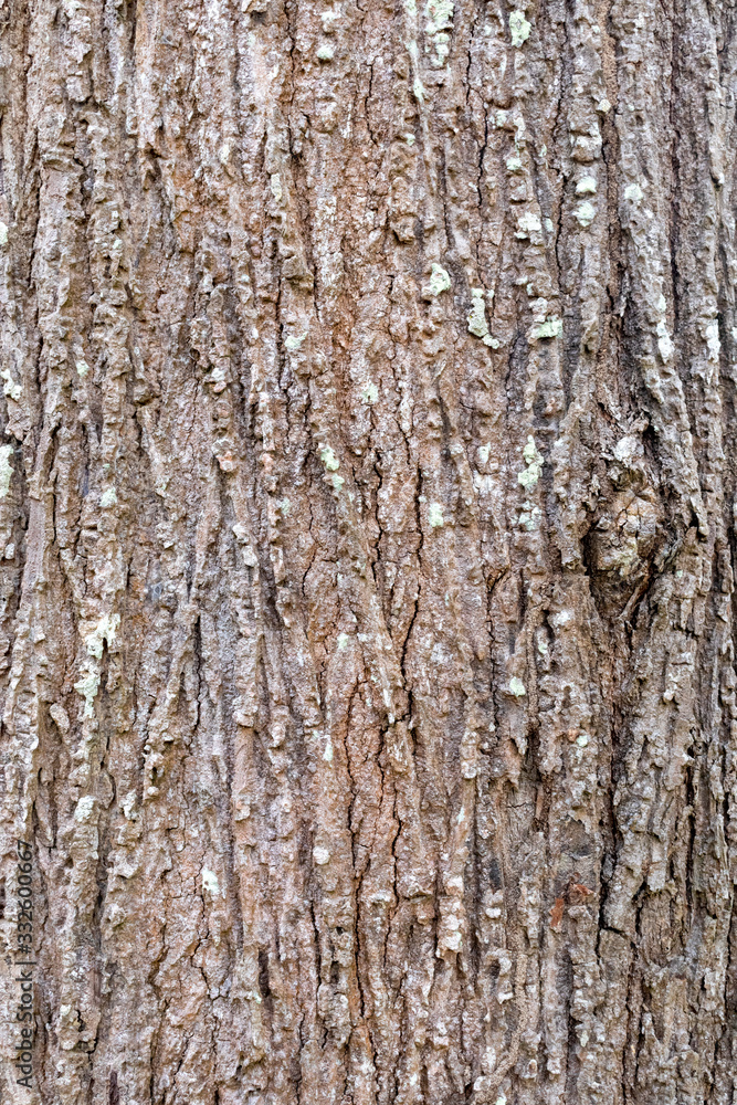 Closeup Tree Bark Texture For Background  , Old Wood Tree background surface  natural pattern